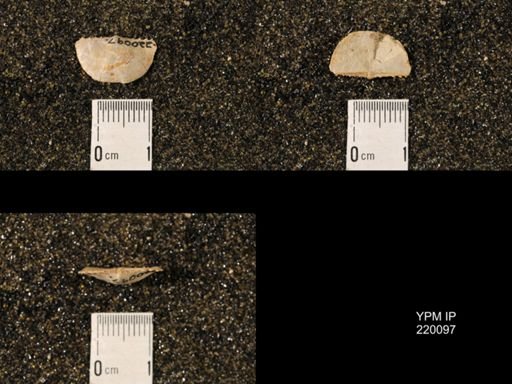 Chonetina flemingi var. alata