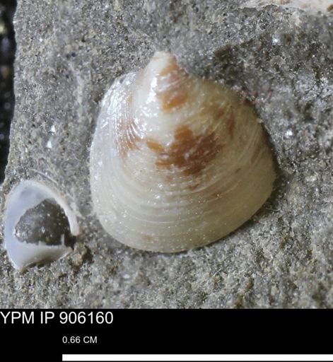 Limopsis striatopunctatus