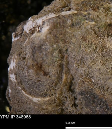 undet. Mollusca