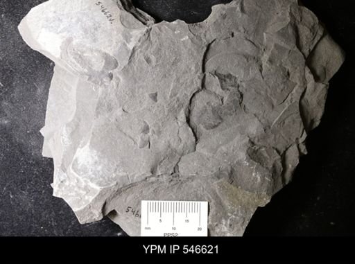 undet. Eurypterida