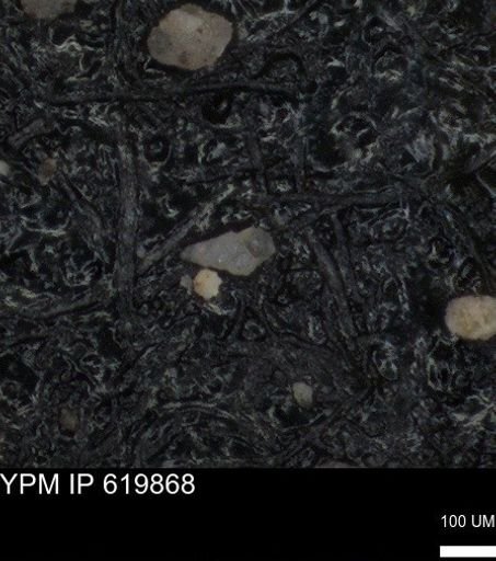 undet. Heterohelicidae
