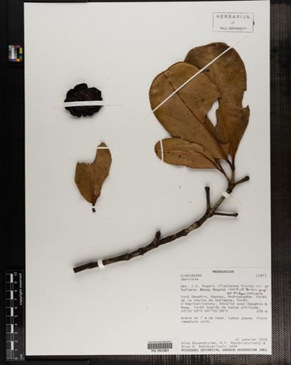 Plantae