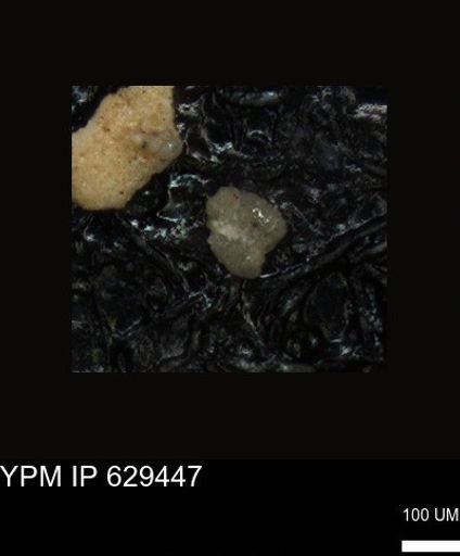 undet. Foraminiferida