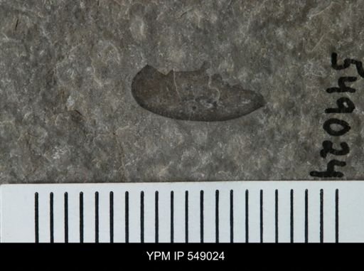 undet. Eurypterida