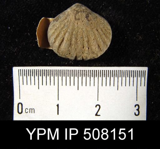Uncinulus nucleolatus