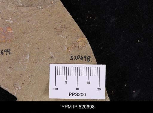 undet. Stylophora