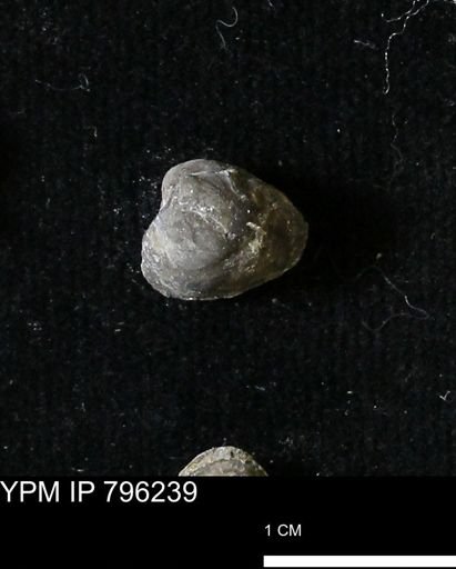 Protocardia subquadrata