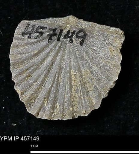 Stropheodonta sp.
