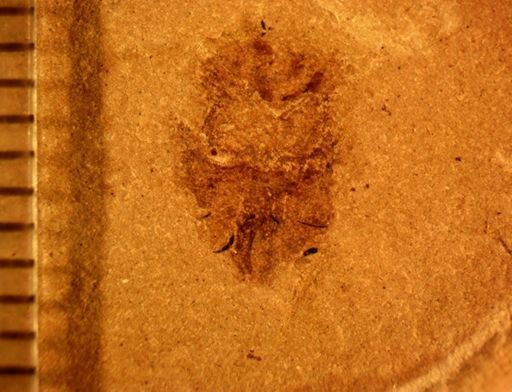 Fulgoridae?