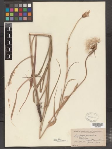 Tragopogon pratensis