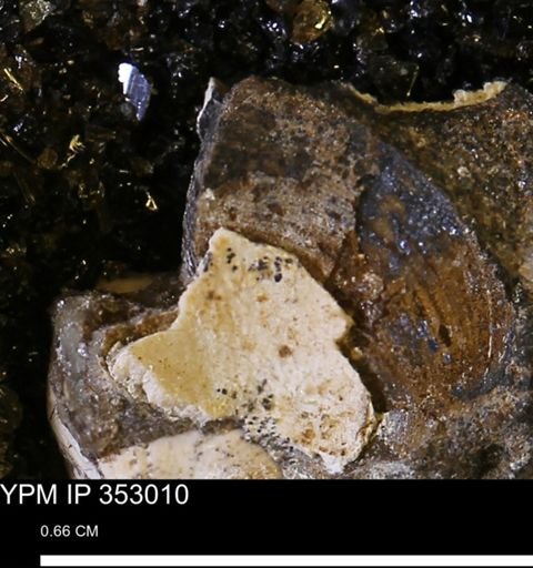 Limopsis striatopunctatus