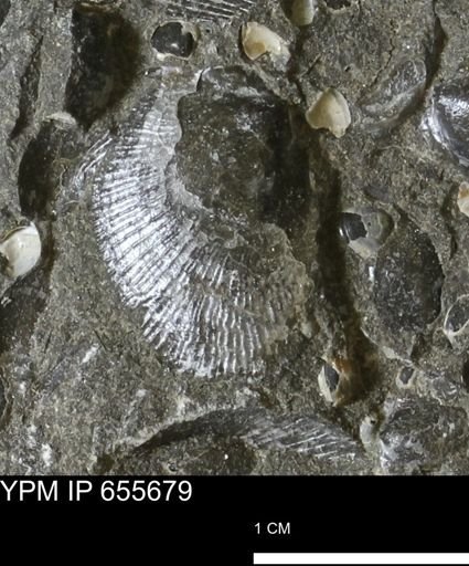 Oxytoma (Hypoxytoma) nebrascana