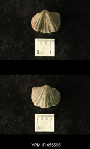 Platystrophia laticosta