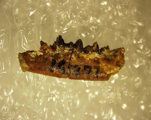Adapisoricidae