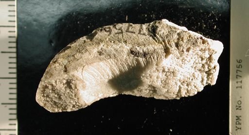 Lytospira distans