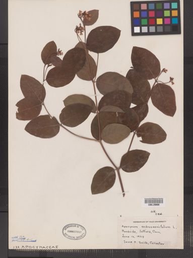 Apocynum androsaemifolium