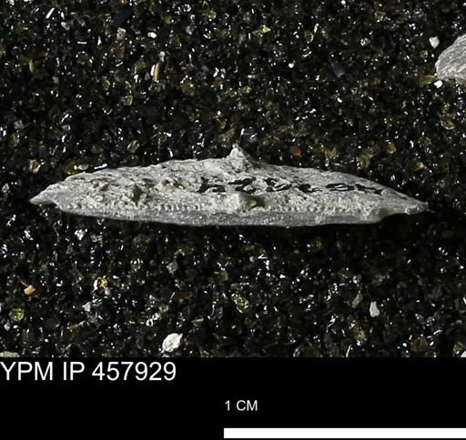 Strophodonta sp.