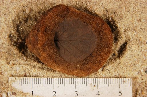 Angiospermopsida