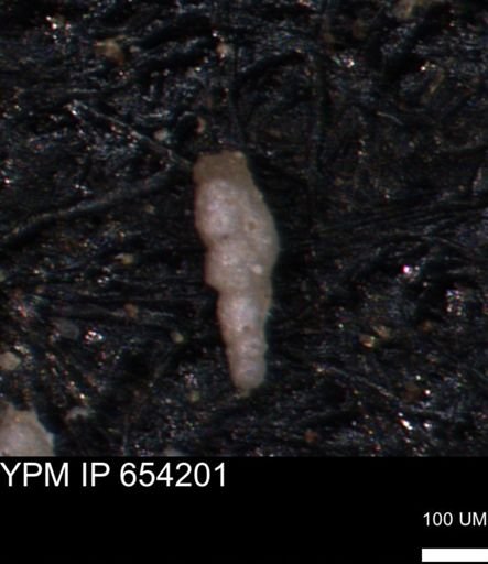 Bimonilina variana