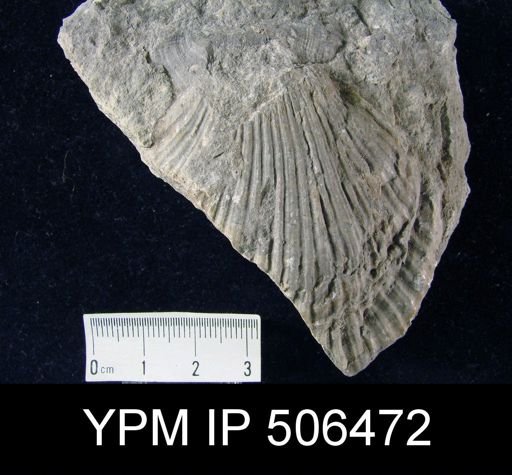 Fasciculiconcha knighti