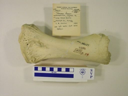 Teleoceras fossiger