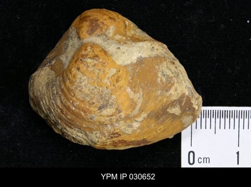 Inoceramus sp.