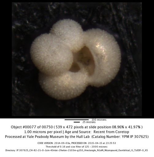 undet. Foraminiferida