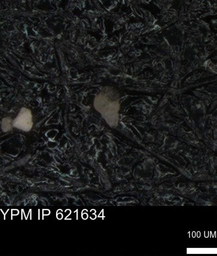 undet. Heterohelicidae