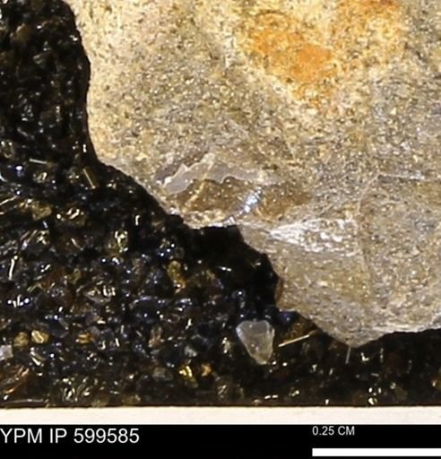 Protocardia subquadrata