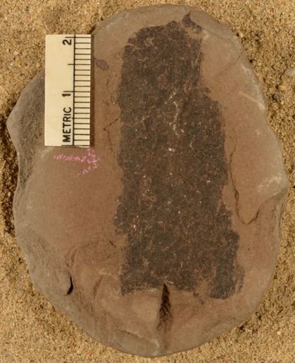 Stigmarioides truncata