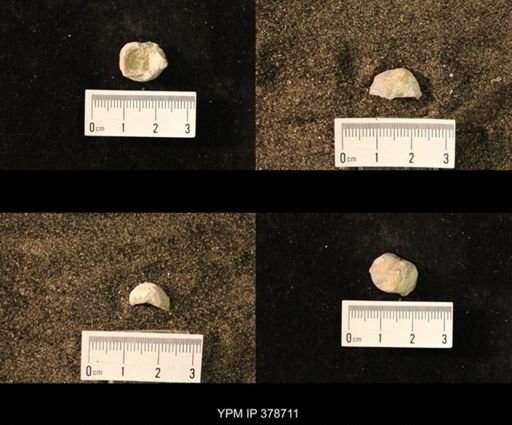 Marginifera wabashensis