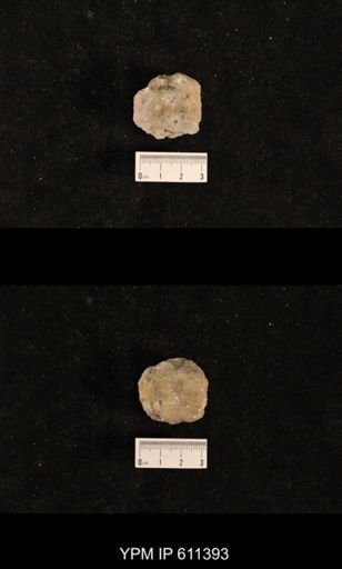 Monticulipora laevis consimilis