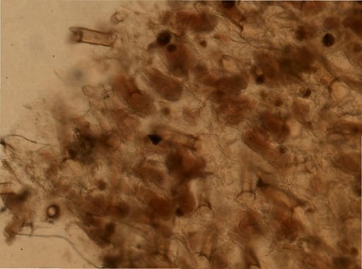 Flustrellidra spinifera