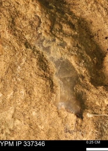 undet. Bivalvia