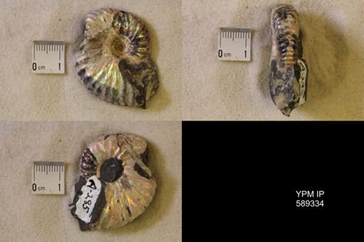 Discoscaphites sp.