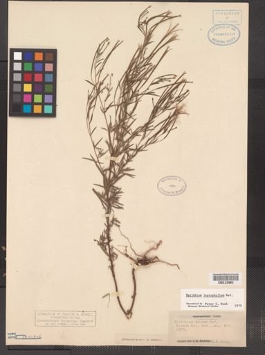 Epilobium leptophyllum