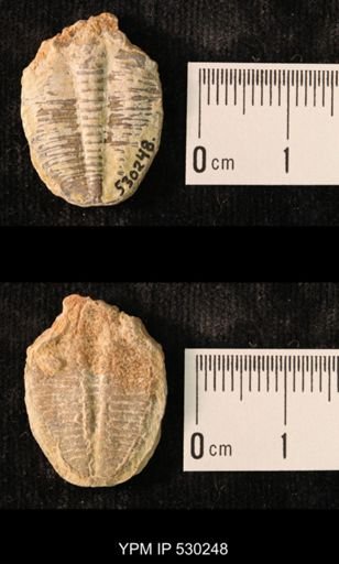 Elrathia kingi