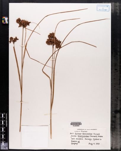 Scirpus atrocinctus