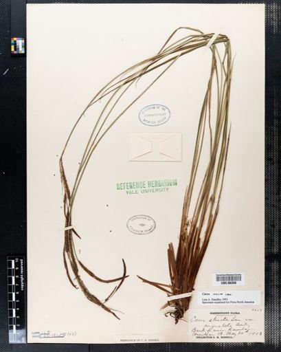 Carex stricta