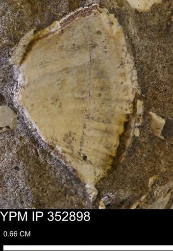 Parallelodon (Cosmetodon) sp.