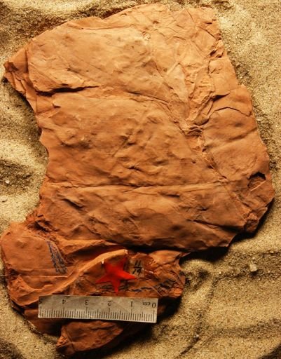 Musophyllum trinitense
