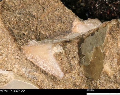 undet. Mollusca