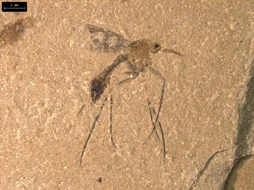 undet. Diptera