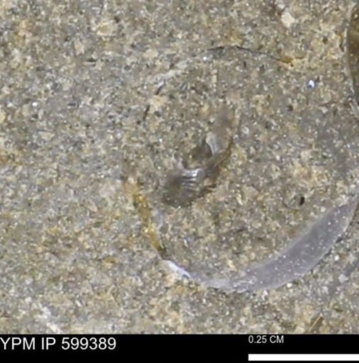 undet. Bivalvia