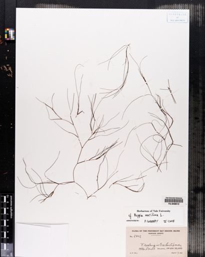 Ruppia maritima