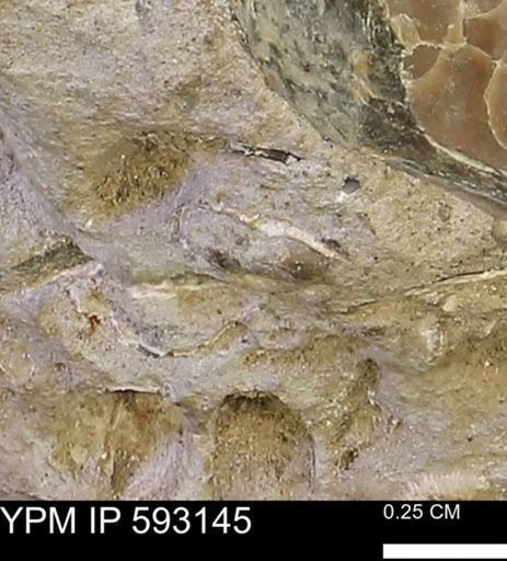 undet. Mollusca