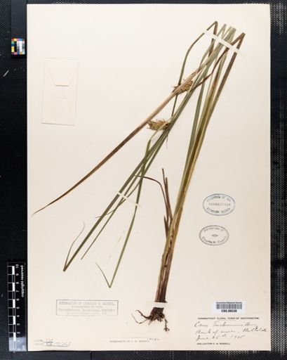Carex tuckermanii