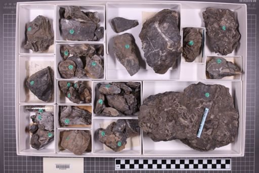 mixed taxa, stratigraphic collection