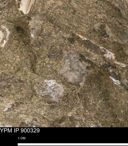 Anomia gryphorhyncha