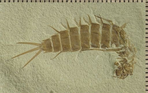 Ephemeropsis trisetalis